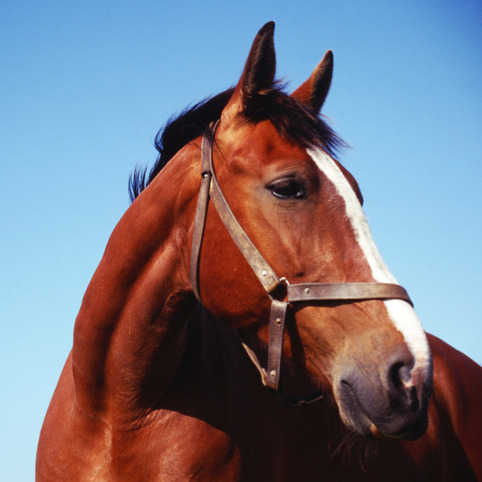 horse Equine Therapy