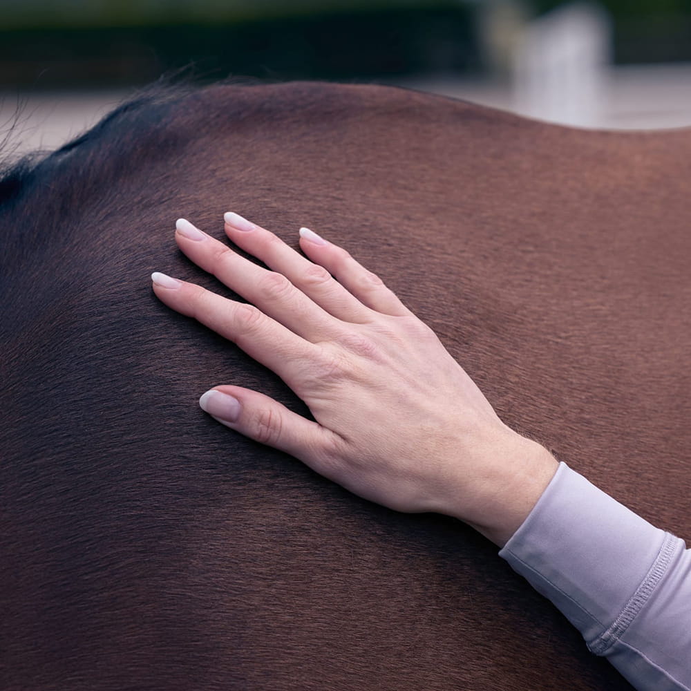 A horse's back being stroked by its owner