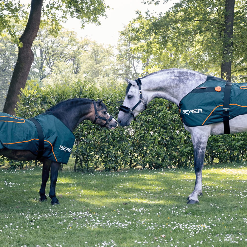 Two horses wearing BEMER Horse-Set